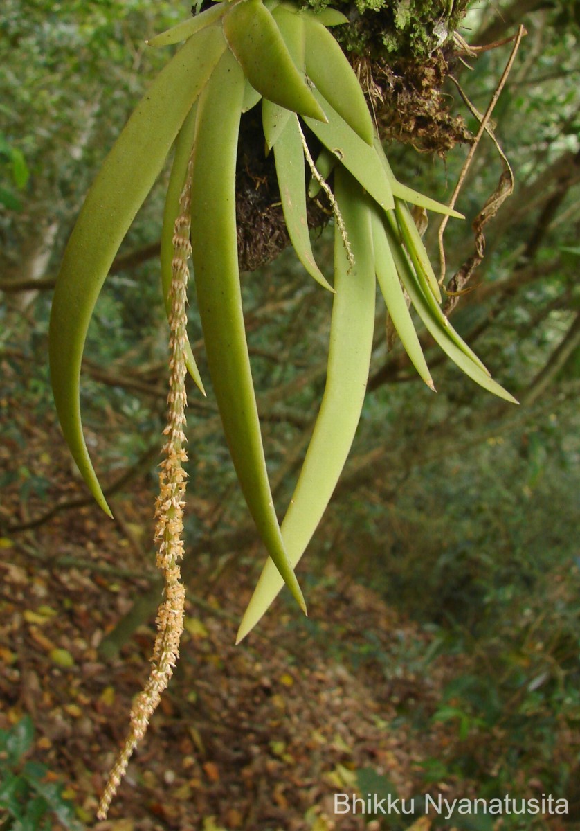 Oberonia thwaitesii Hook.f.